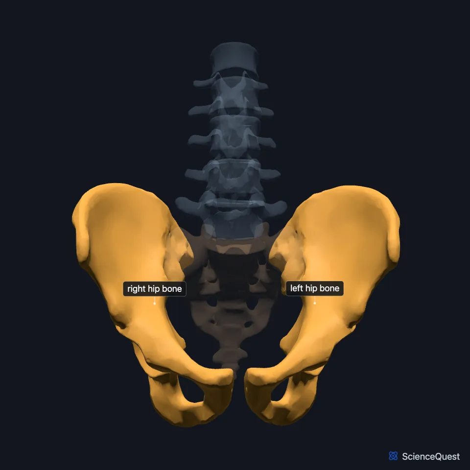 The lumbar spine and pelvis from the front, the vertebrae and sacrum faded, with both hip bones highlighted where they form the sides and front of the pelvis.