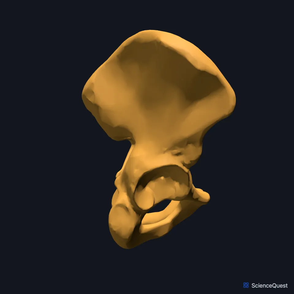 The two hip bones on their own, seen from the right side, the lateral surface of the right hip bone facing you with the cup of its acetabulum.