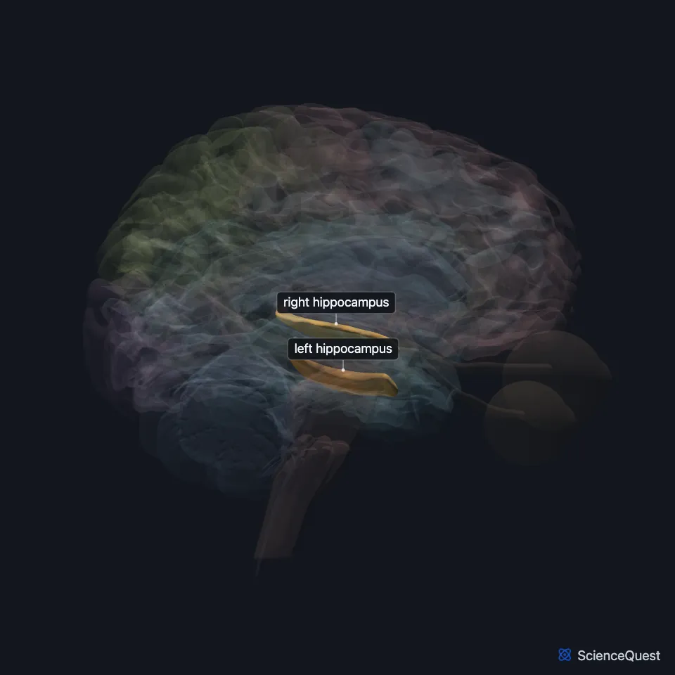 The brain model seen from the right with the cortex faded, showing the hippocampus highlighted deep in the temporal lobe.