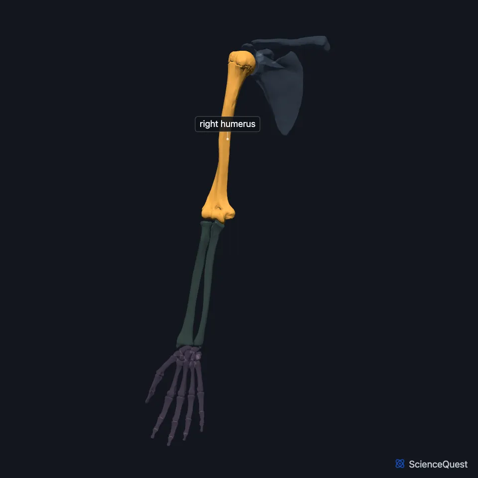 The right upper limb skeleton from the front, the other bones faded, with the humerus highlighted between the shoulder and the elbow.