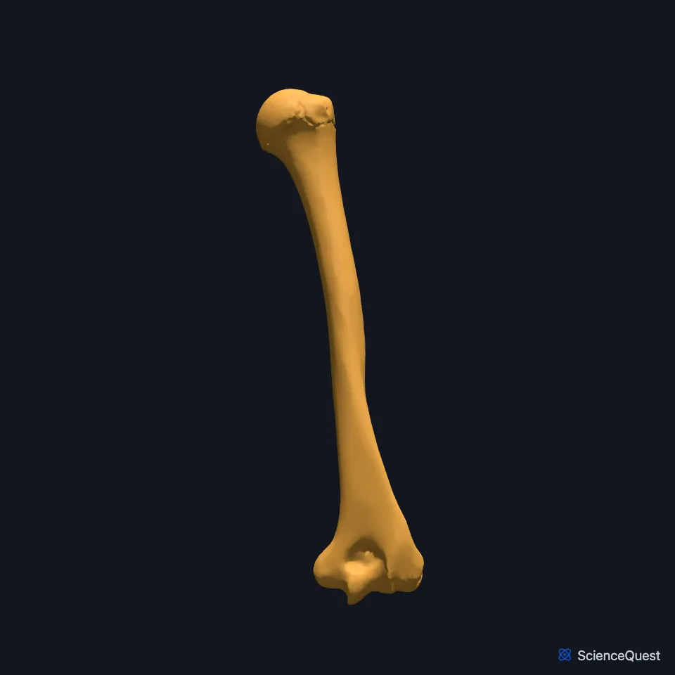 The right humerus on its own, seen from behind, from the round head at the top down the shaft to the olecranon fossa at the lower end.