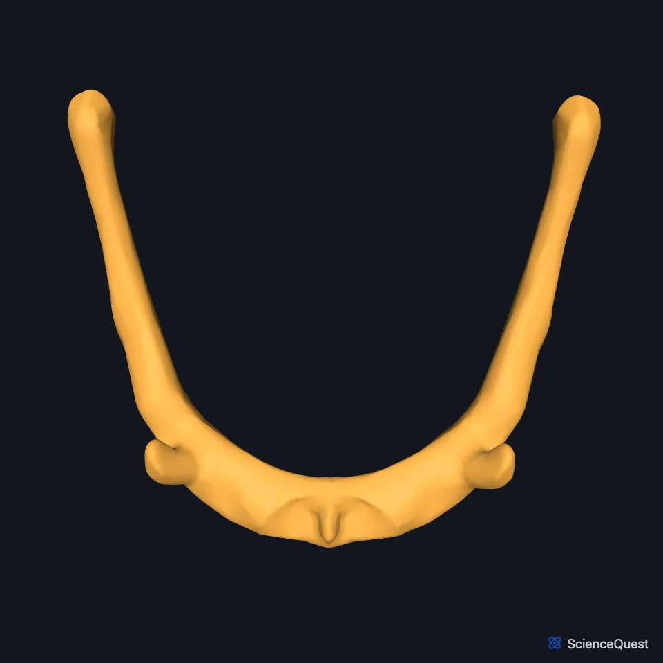 The hyoid alone, seen from above: a U-shaped bone with its open ends pointing back.