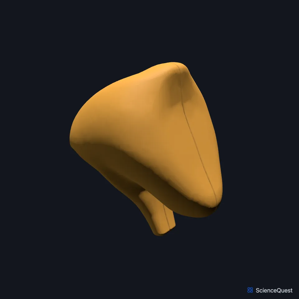 The hypothalamus on its own, seen from the front and right.