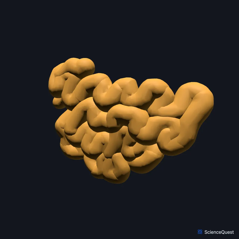 The ileum on its own, seen from the front: a coiled length of intestine.