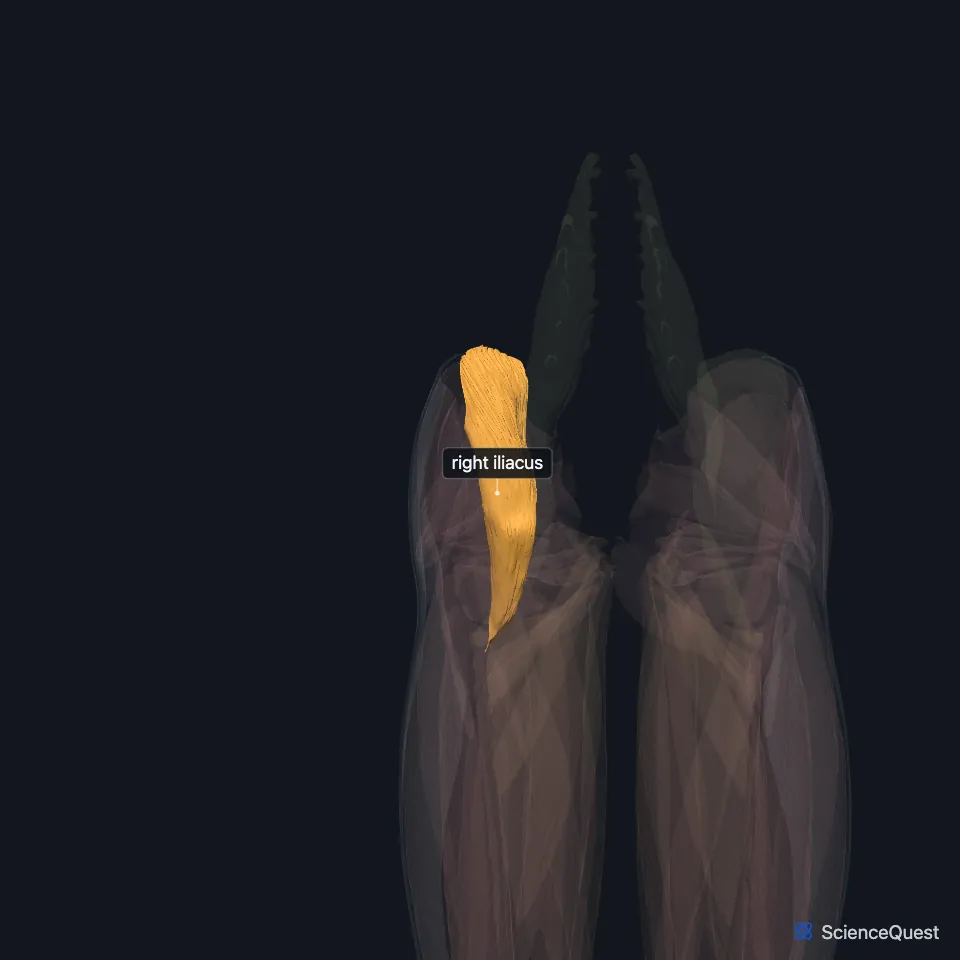 The muscles of both lower limbs seen from the front, faded, with the right iliacus highlighted and labeled in the bowl of the pelvis above the right hip.