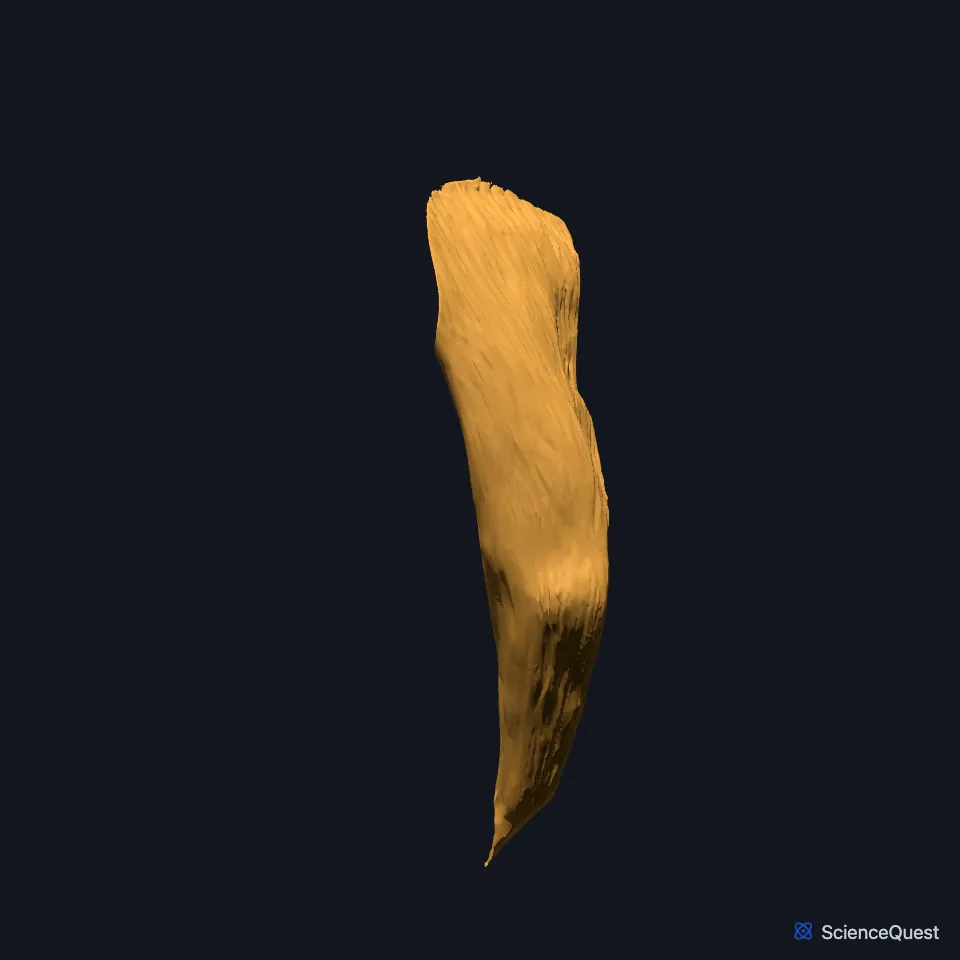 The right iliacus alone, seen from the front: a fan-shaped muscle, wide above, narrowing downward to where it joins the psoas tendon.