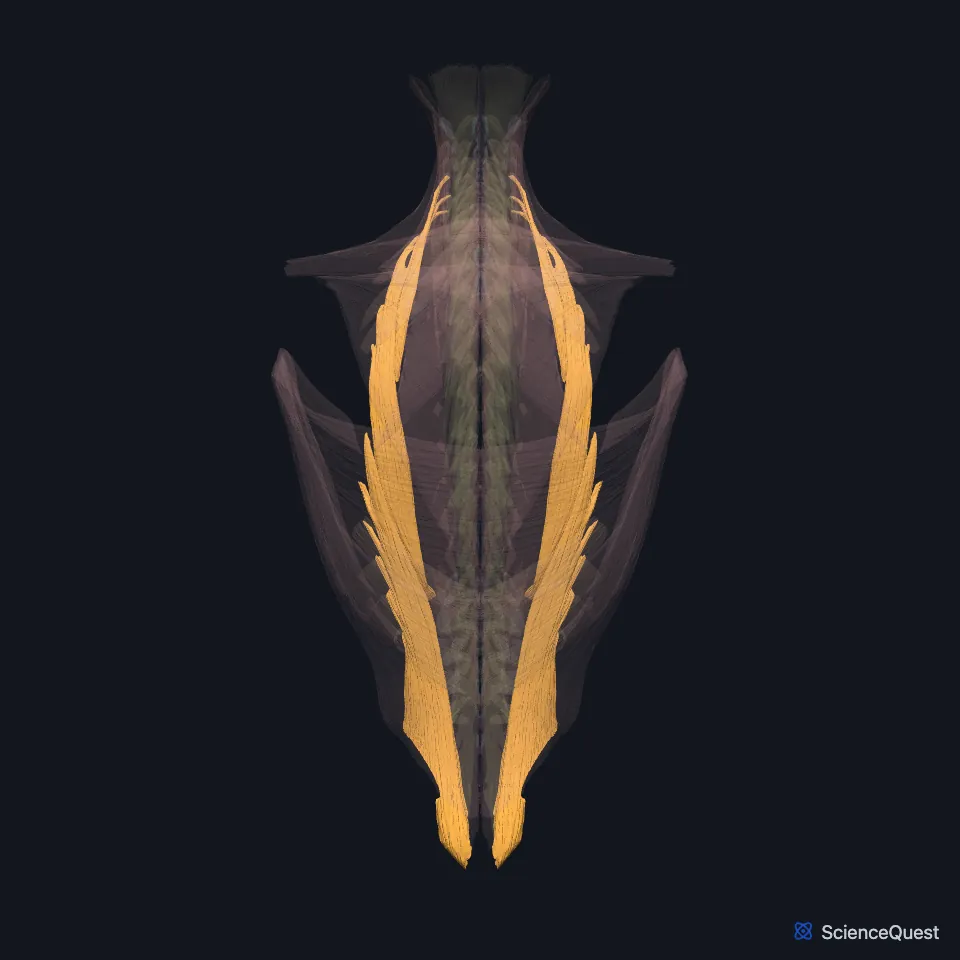 The back muscle model seen from behind, faded, with the iliocostalis of both sides highlighted as long columns running up the back on the outer side of the erector spinae.