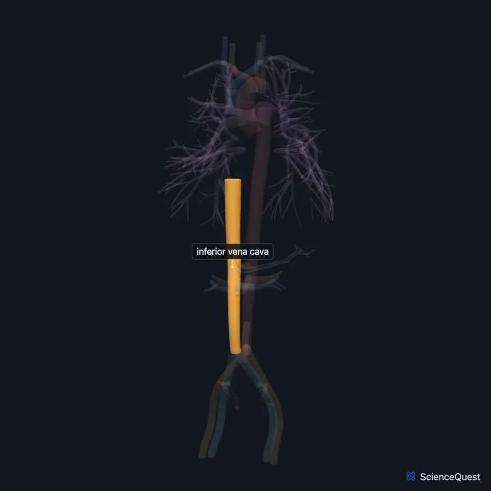 The great vessels from the front, all faded except the inferior vena cava, highlighted as the long vein running up from the common iliac veins.