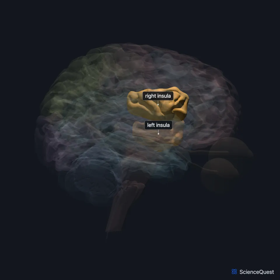 The brain model seen from the right with the cortex faded, showing the insula highlighted deep inside the lateral fissure.