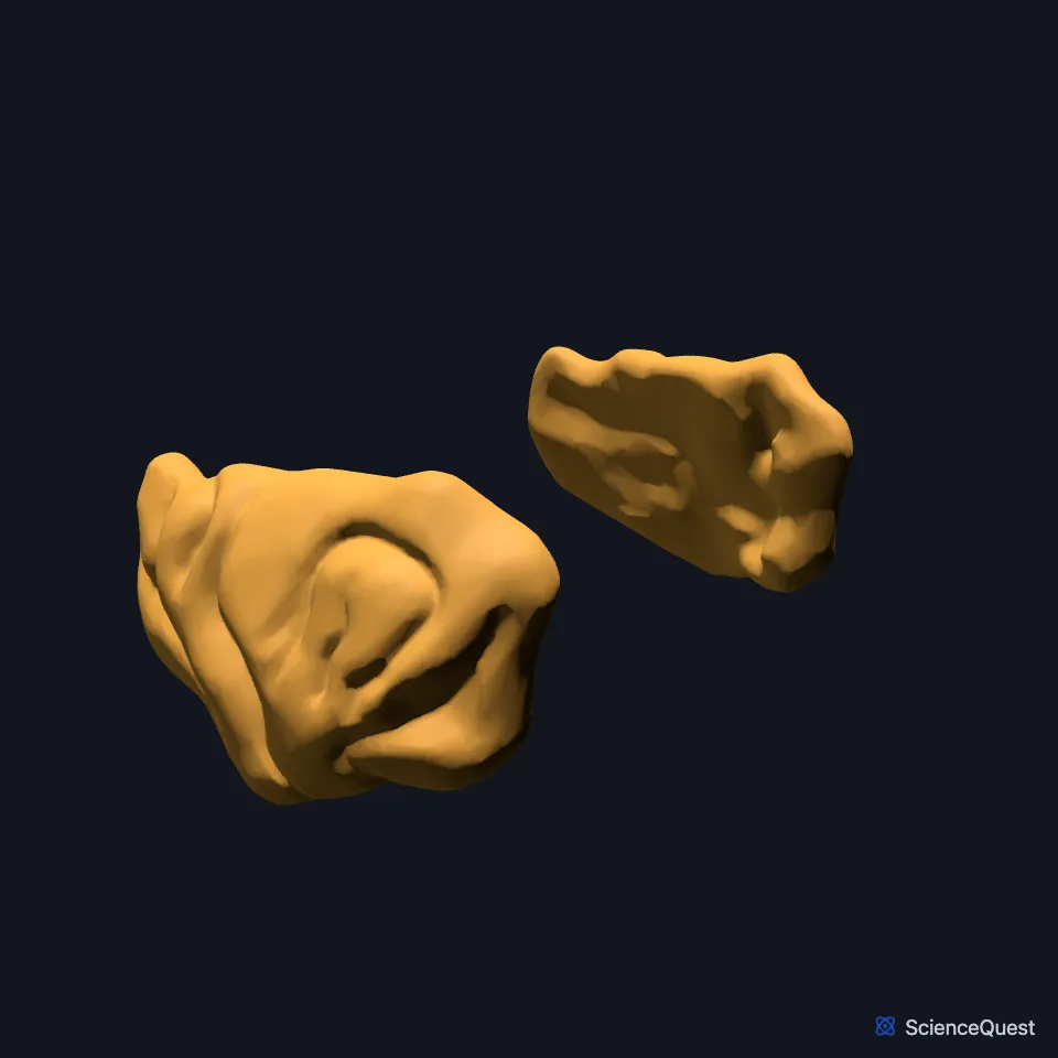 The right and left insula on their own, seen from the front and to one side, each a fan of gyri.