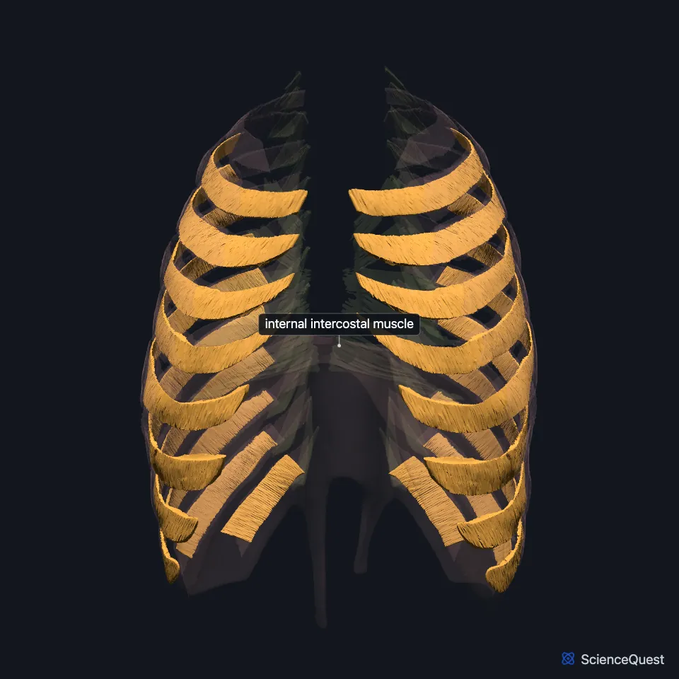 The chest wall muscle model seen from the front, faded, with the internal intercostal layer highlighted and labeled in the spaces between the ribs, the external layer faded over it.