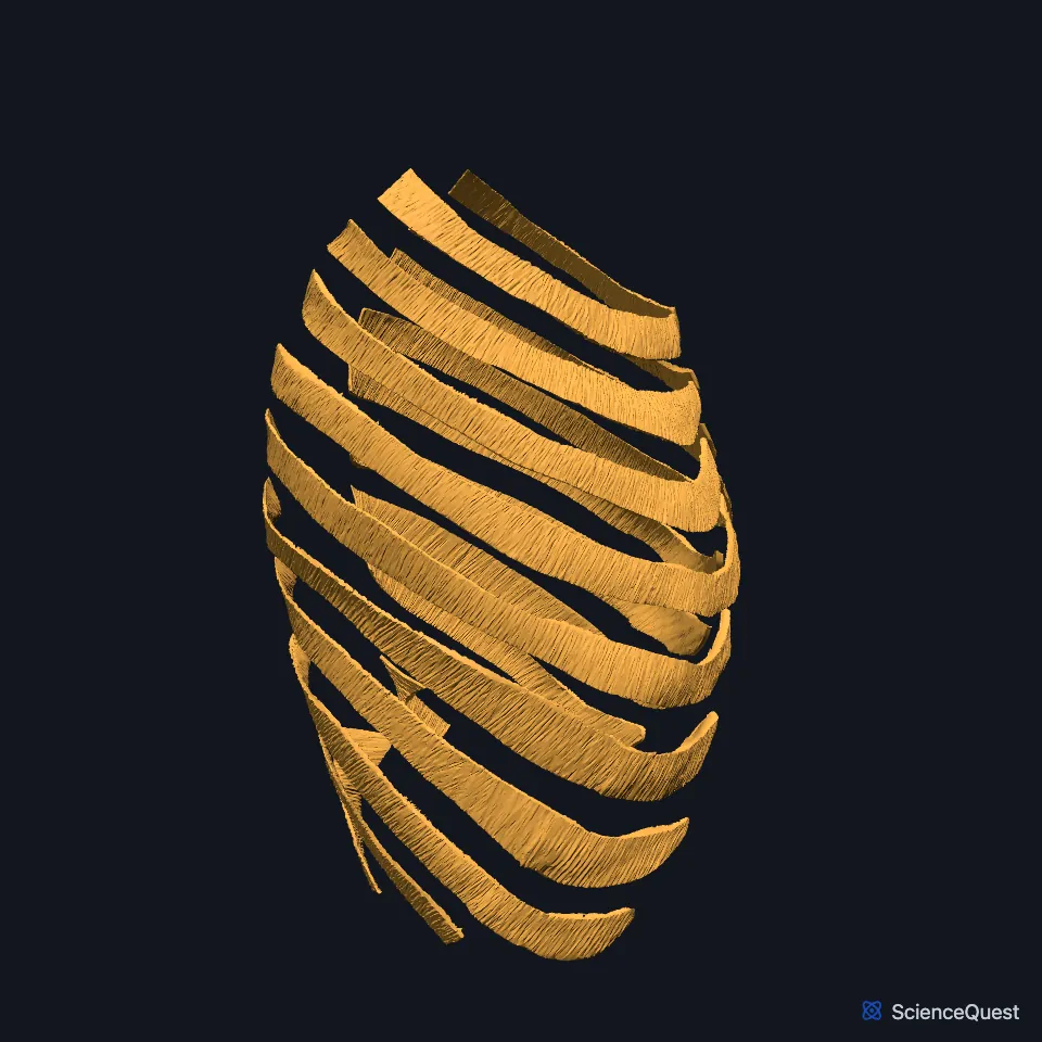 The internal intercostal layer on its own, seen from the right side: strips of muscle in the spaces between the ribs, which this muscle model leaves out.