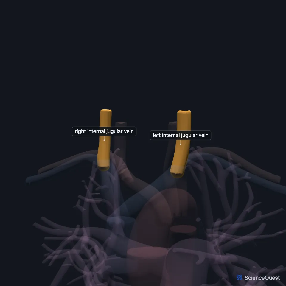 The great vessels from the front, all faded except the right and left internal jugular veins, highlighted coming down the neck to the brachiocephalic veins.