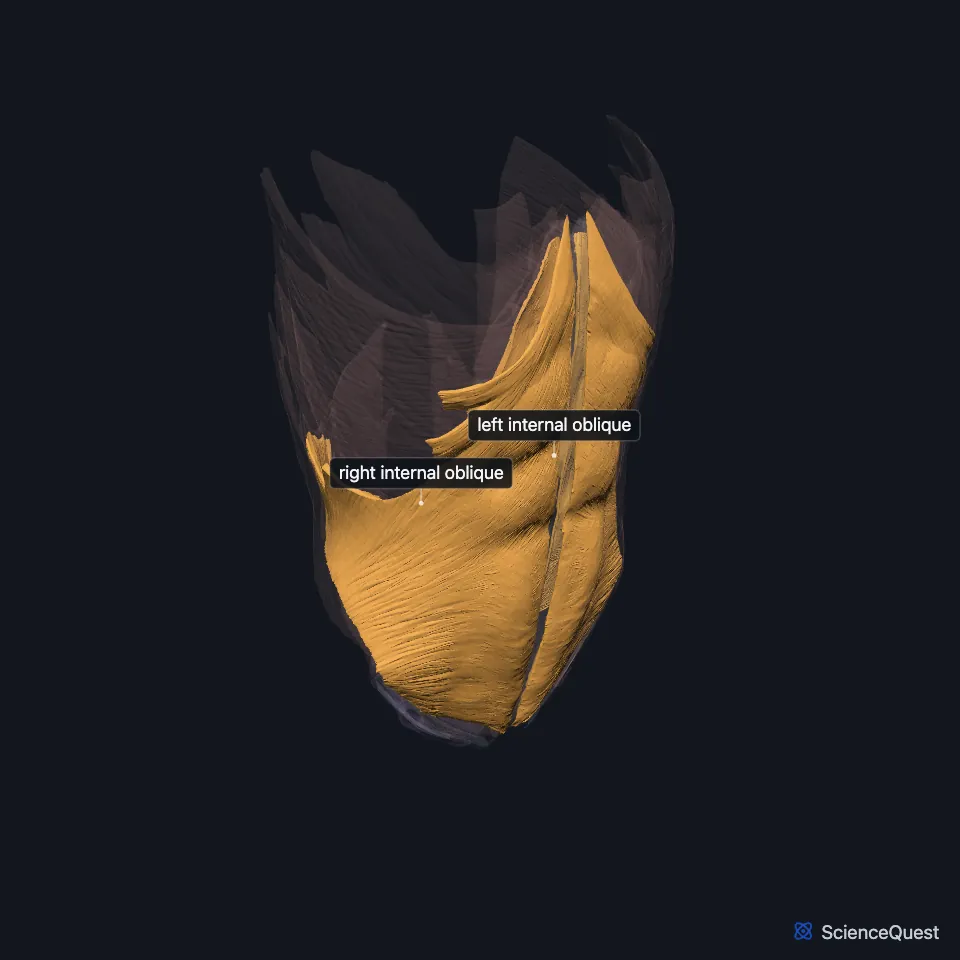 The abdominal wall and pelvic floor muscle model in a three-quarter view from the front, faded, with the right and left internal obliques highlighted and labeled under the faded external obliques.