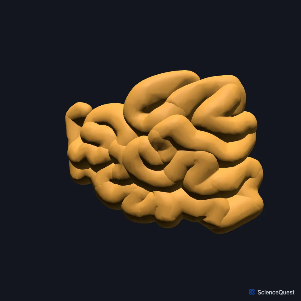 The jejunum on its own, seen from the front: a coiled length of intestine.
