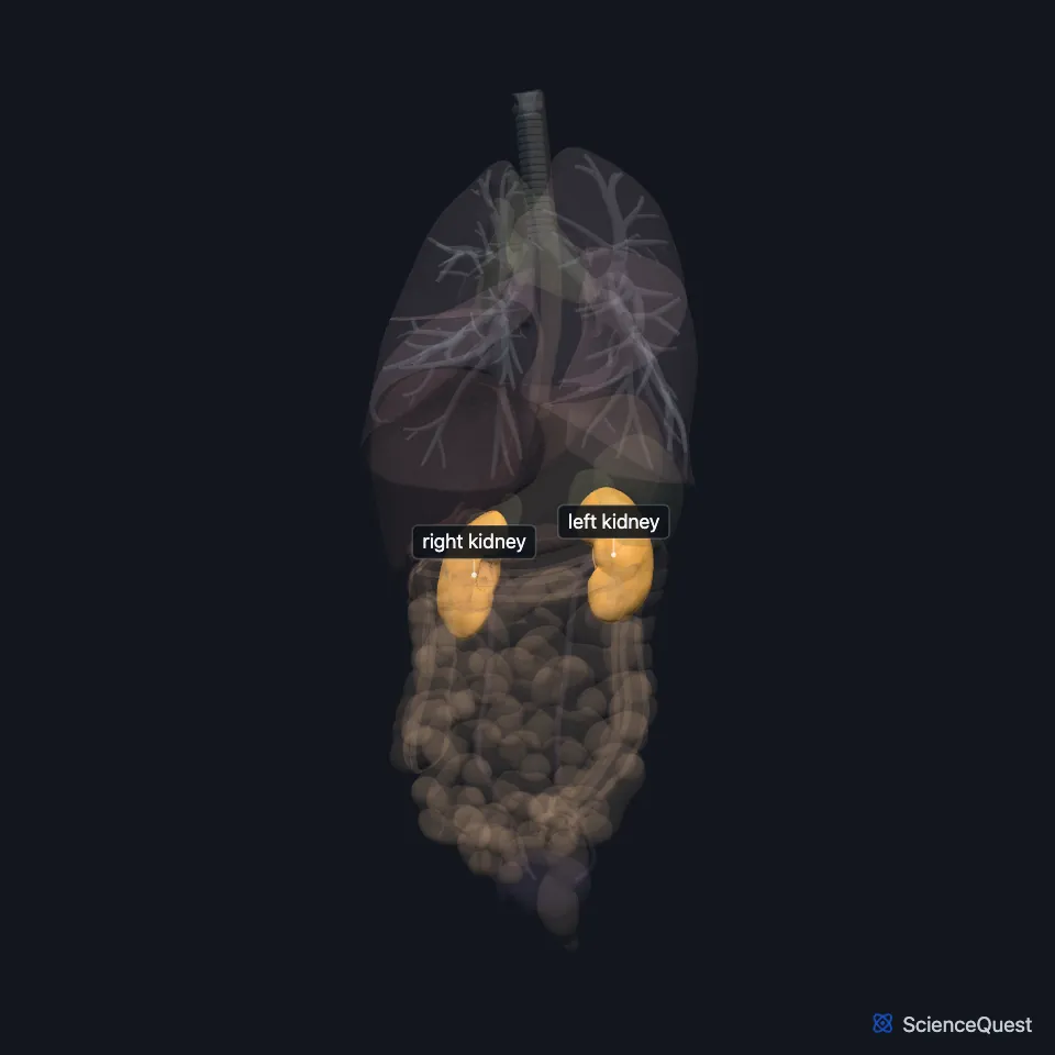 The chest and abdominal organs from the front, all faded except the right and left kidneys, highlighted and labeled one on each side of the upper abdomen.