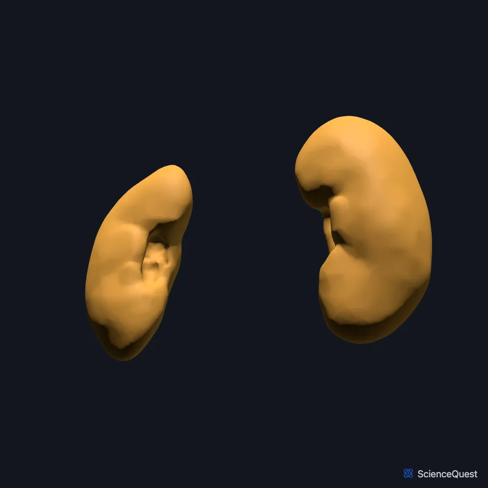 The right and left kidneys on their own, seen from the front: two bean-shaped organs.