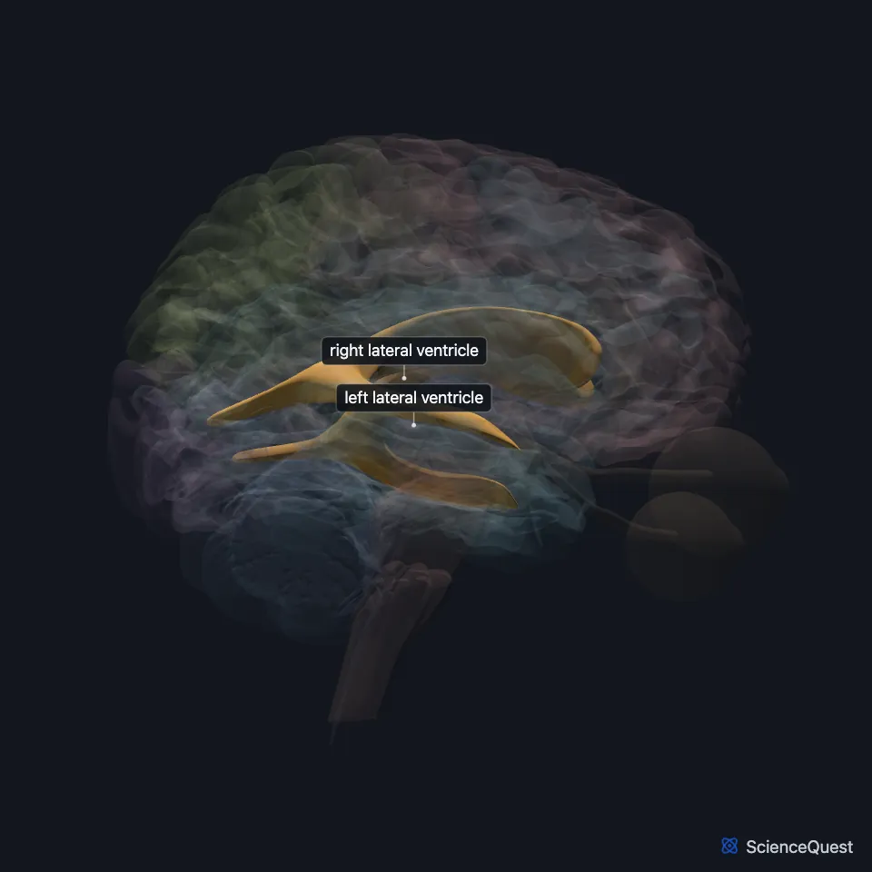 Brain model seen from the right with the cerebrum faded: the lateral ventricles are highlighted deep inside, curving from front to back and down into the temporal region.