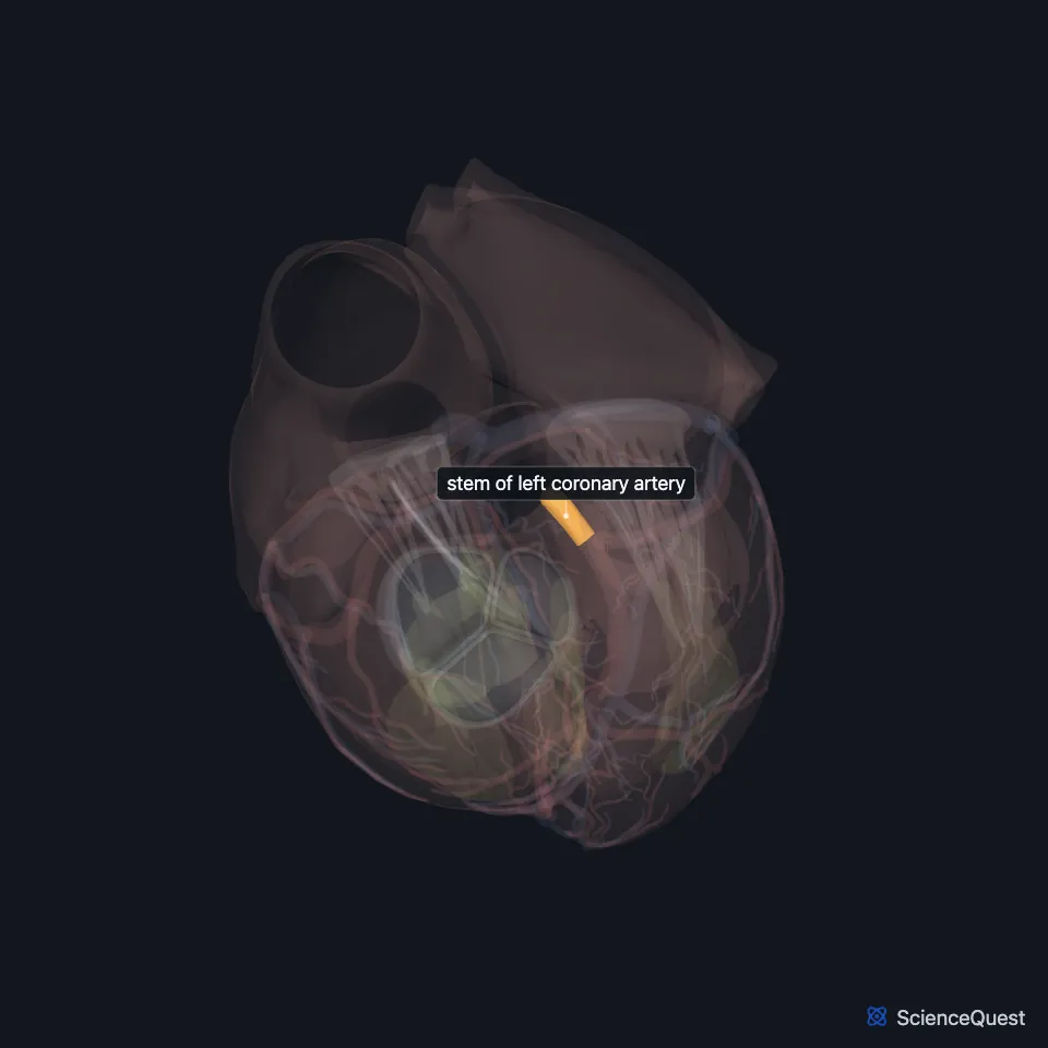 The heart model seen from above with the wall faded, and the short stem of the left coronary artery highlighted and labeled.