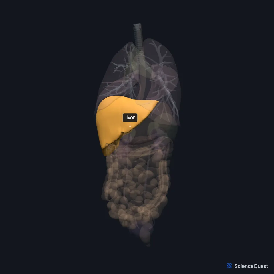 Front view of the chest and abdominal organs, all faded except the liver, highlighted in the right upper abdomen just below the lungs, its much smaller left lobe reaching across toward the body’s left.