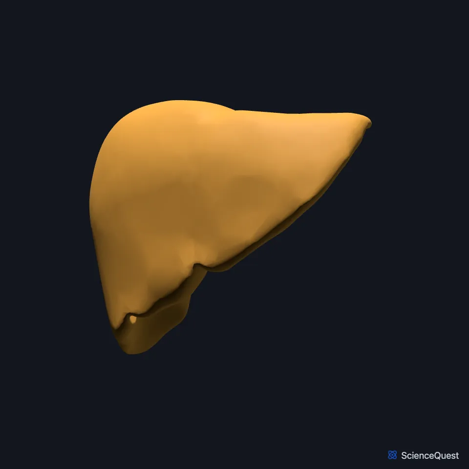 The liver on its own, seen from the front, its right side much larger than its left.