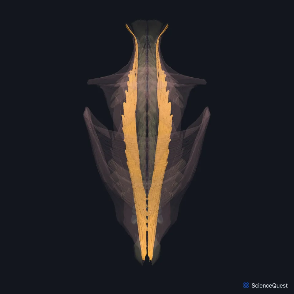 The back muscle model seen from behind, faded, with the longissimus of both sides highlighted as long columns beside the spine, reaching from the lower back up into the neck.