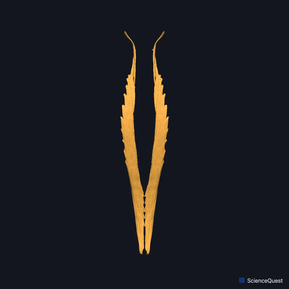 The longissimus of both sides alone, seen from behind: the thoracis, cervicis and capitis parts of each side forming one long column that narrows toward the skull.