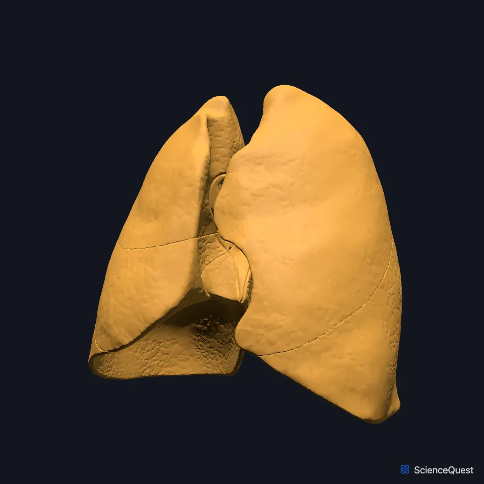 The two lungs on their own, seen from the front. A fissure line runs level across the right lung and slants down across the left.