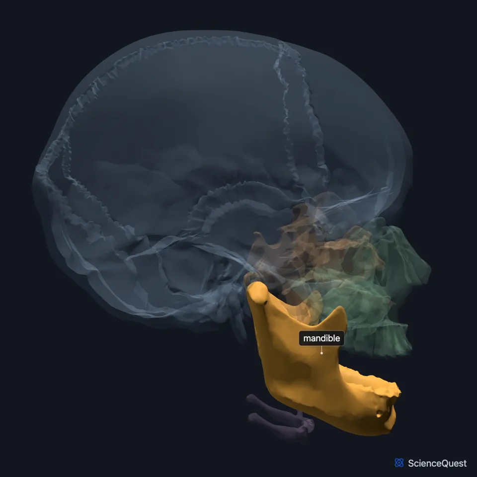 Right side of the skull with the mandible highlighted below the maxilla, its ramus rising to the joint in front of the ear canal.