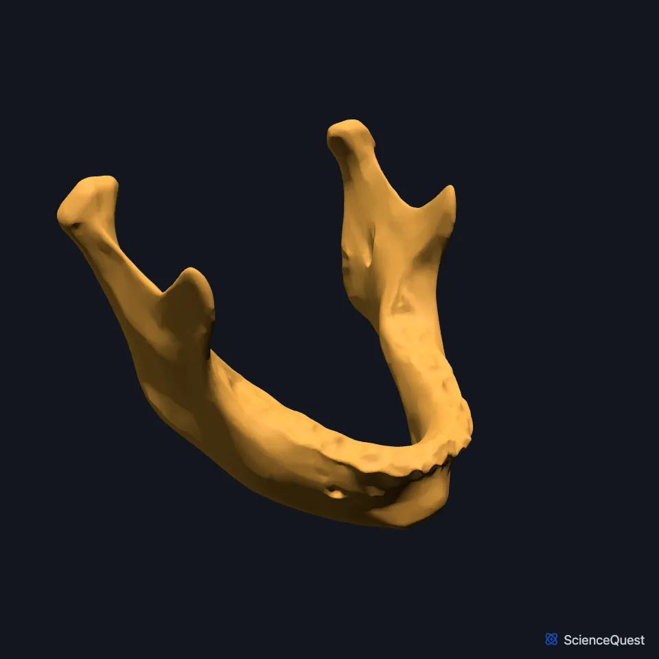 The mandible alone, seen from the front and right: the U-shaped body and, on each side, a ramus ending in the coronoid and condylar processes.