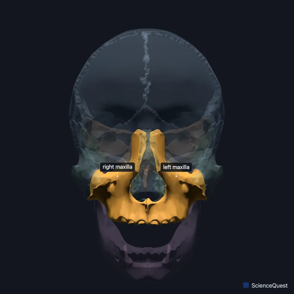 Front view of the skull with the right and left maxillae highlighted below the orbits, either side of the nasal opening, forming the upper jaw.