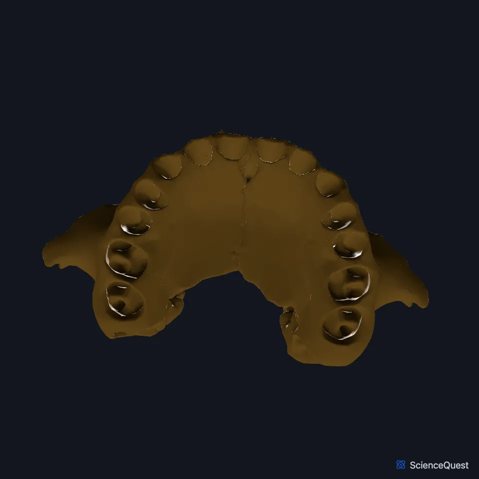 The two maxillae alone, seen from below: the palatine processes meet in the midline inside the curve of the alveolar processes.