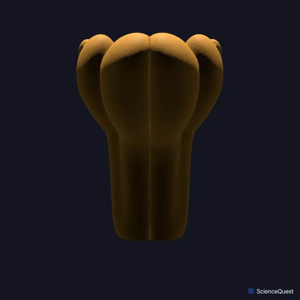 The medulla oblongata on its own, seen from the front.
