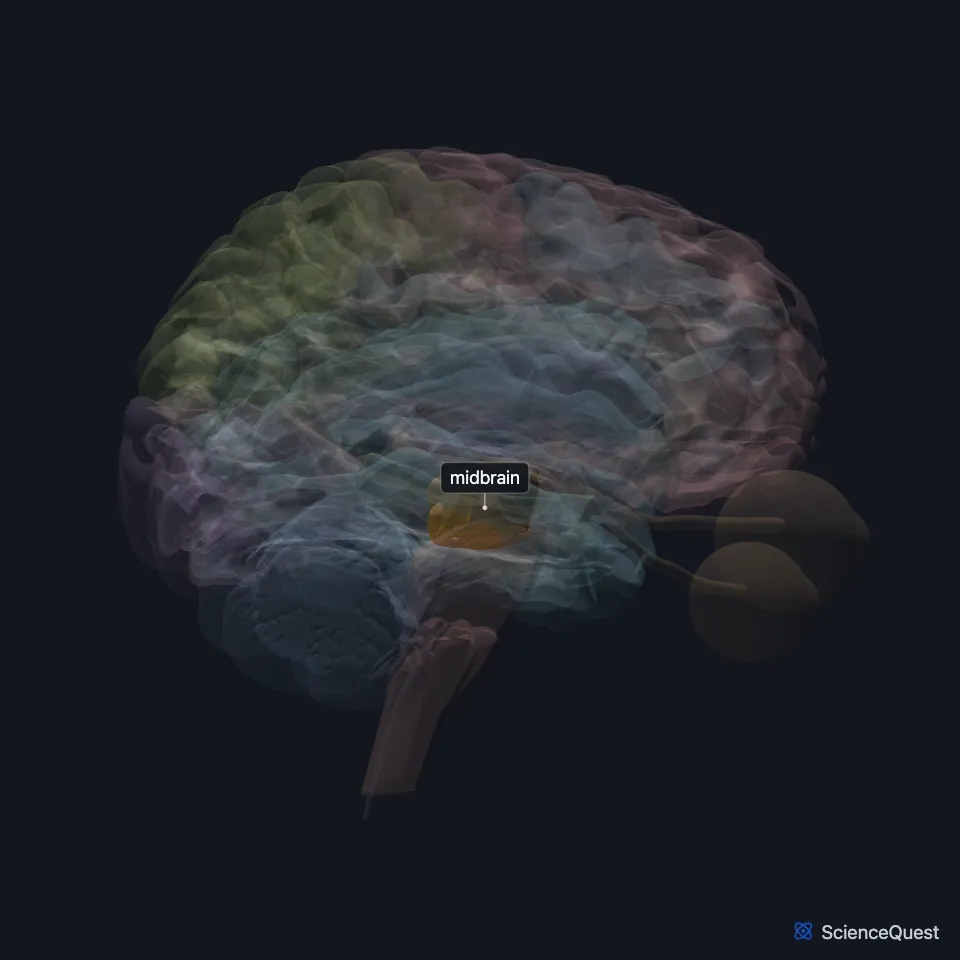 Brain model seen from the right with the cerebrum faded: the midbrain is highlighted at the top of the brain stem, between the thalamus above and the pons below.