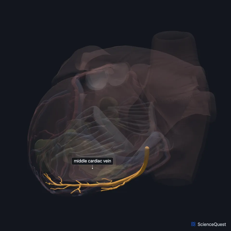 Back view of the heart model with the wall faded and the middle cardiac vein highlighted, running up the back of the heart from the apex.