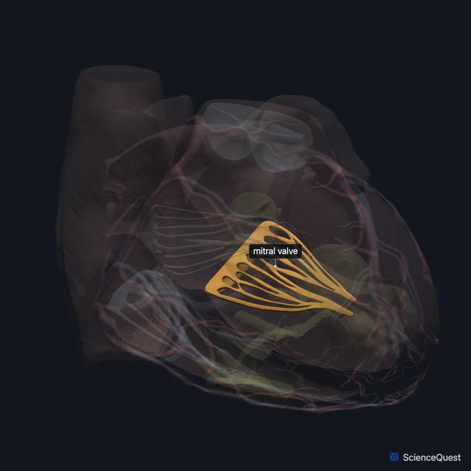 Front view of the heart model with the wall faded, showing the mitral valve highlighted on the heart’s left side, between the left atrium and the left ventricle.