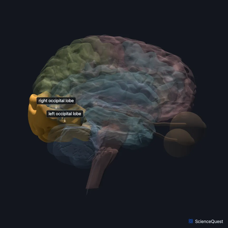 The brain model seen from the right, other structures faded, with the occipital lobe highlighted at the back of the brain.