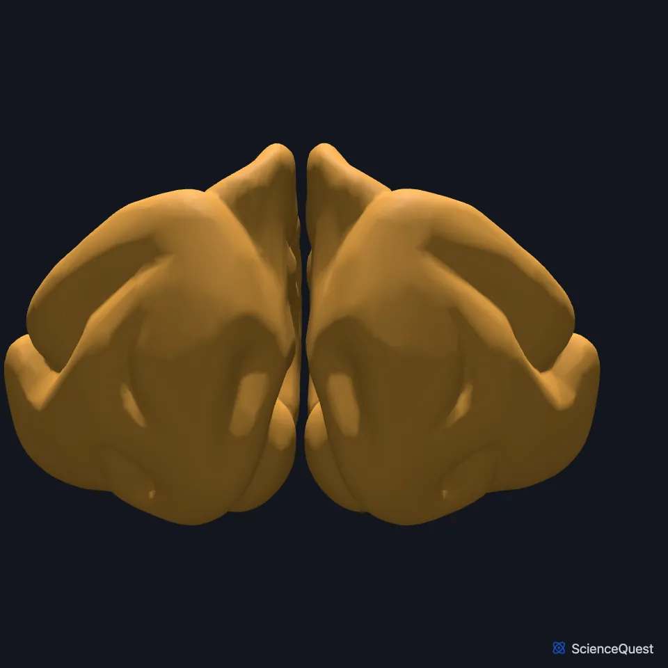 The right and left occipital lobes shown alone and seen from behind.