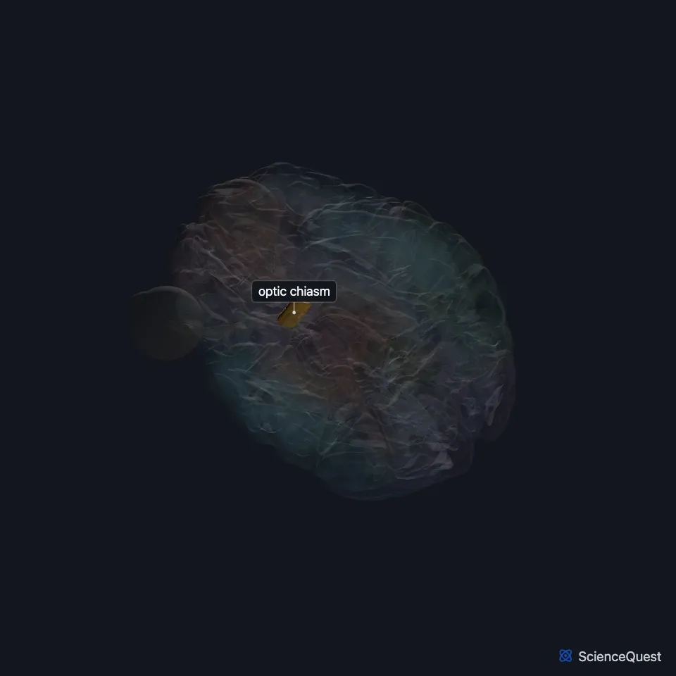Brain model seen from below with the rest faded: the optic chiasm is highlighted at the base of the brain, where the optic nerves meet before the optic tracts.