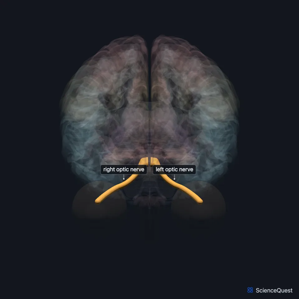 The brain from the front, faded, with the right and left optic nerves highlighted and labeled below it where they converge toward the midline.