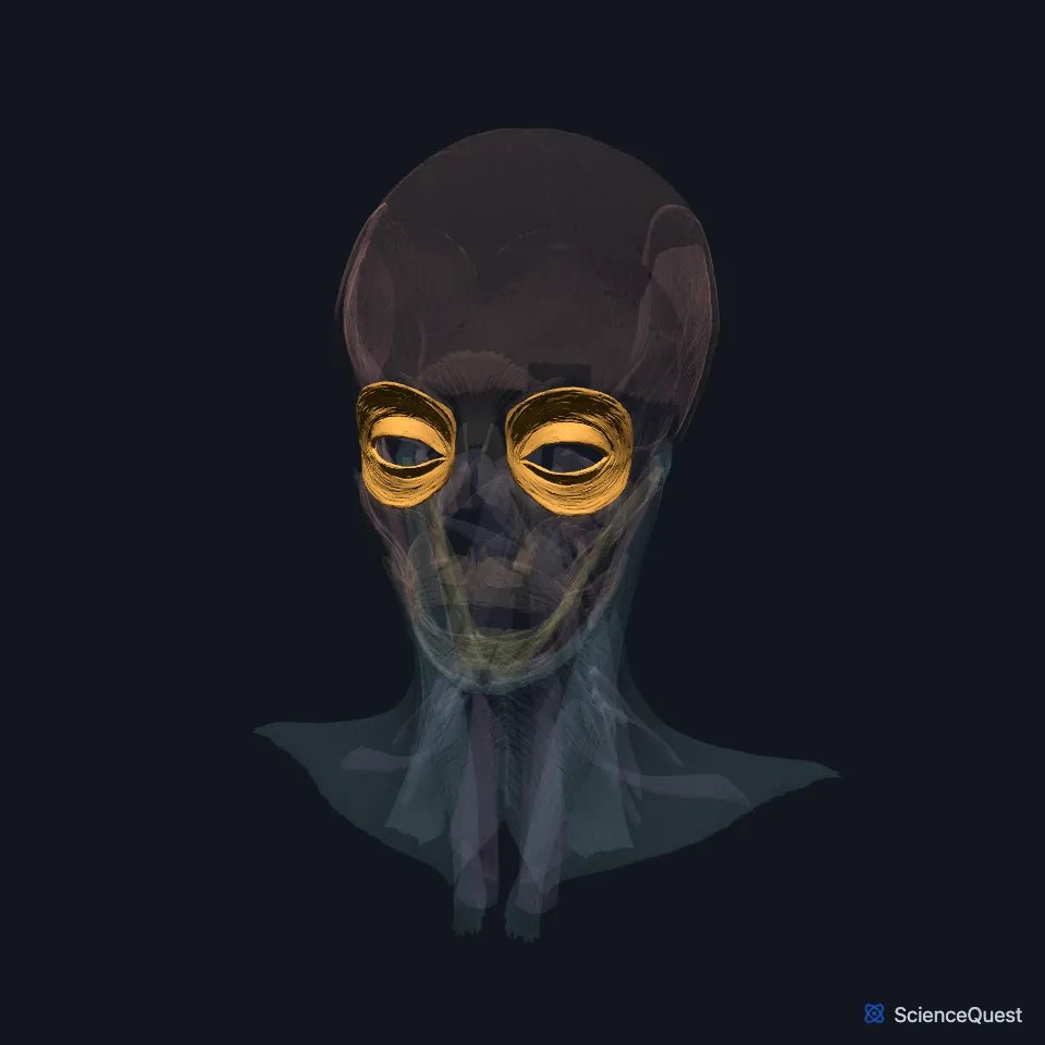 The head and neck muscle model seen from the front, faded, with the orbital and palpebral parts of both orbicularis oculi highlighted as rings around the eyes.