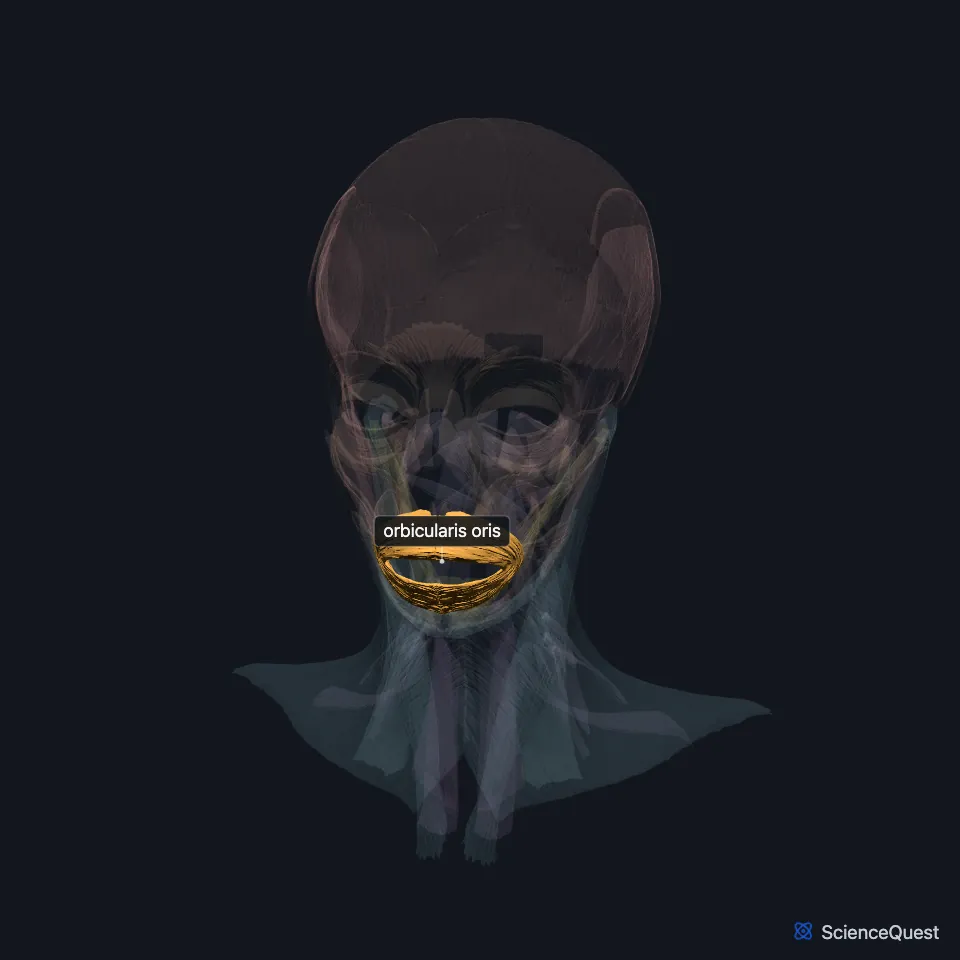 The head and neck muscle model seen from the front, faded, with the orbicularis oris highlighted and labeled around the mouth.