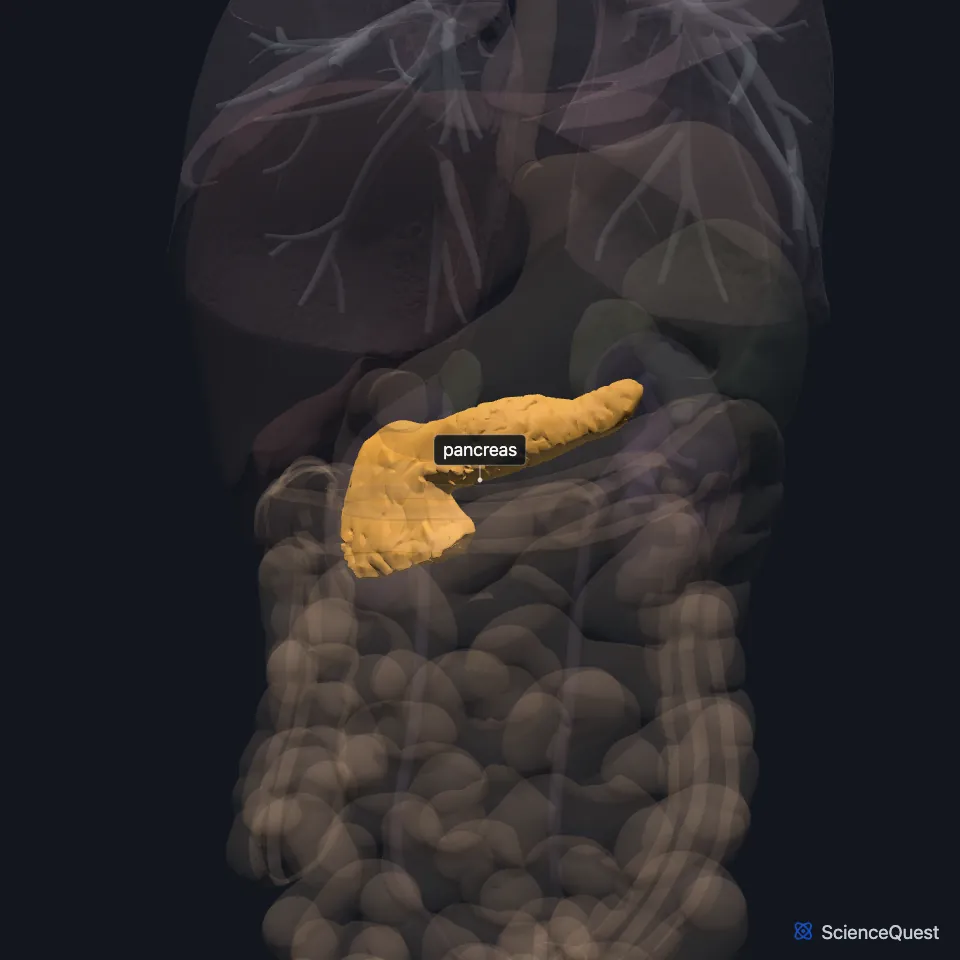 Front view of the abdominal organs, all faded except the pancreas, highlighted across the upper abdomen, its broad head on the body’s right and its tail rising toward the left.