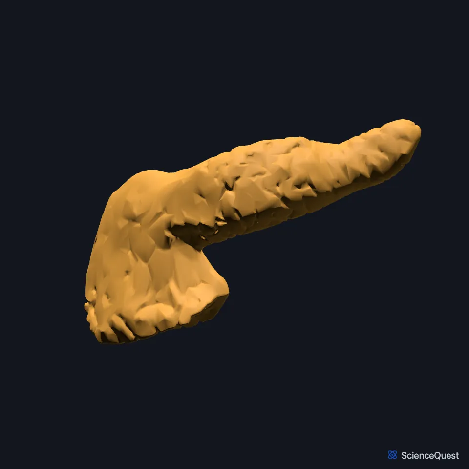 The pancreas on its own, seen from the front: a broad head on the body’s right tapering through the body to the tail on the left.