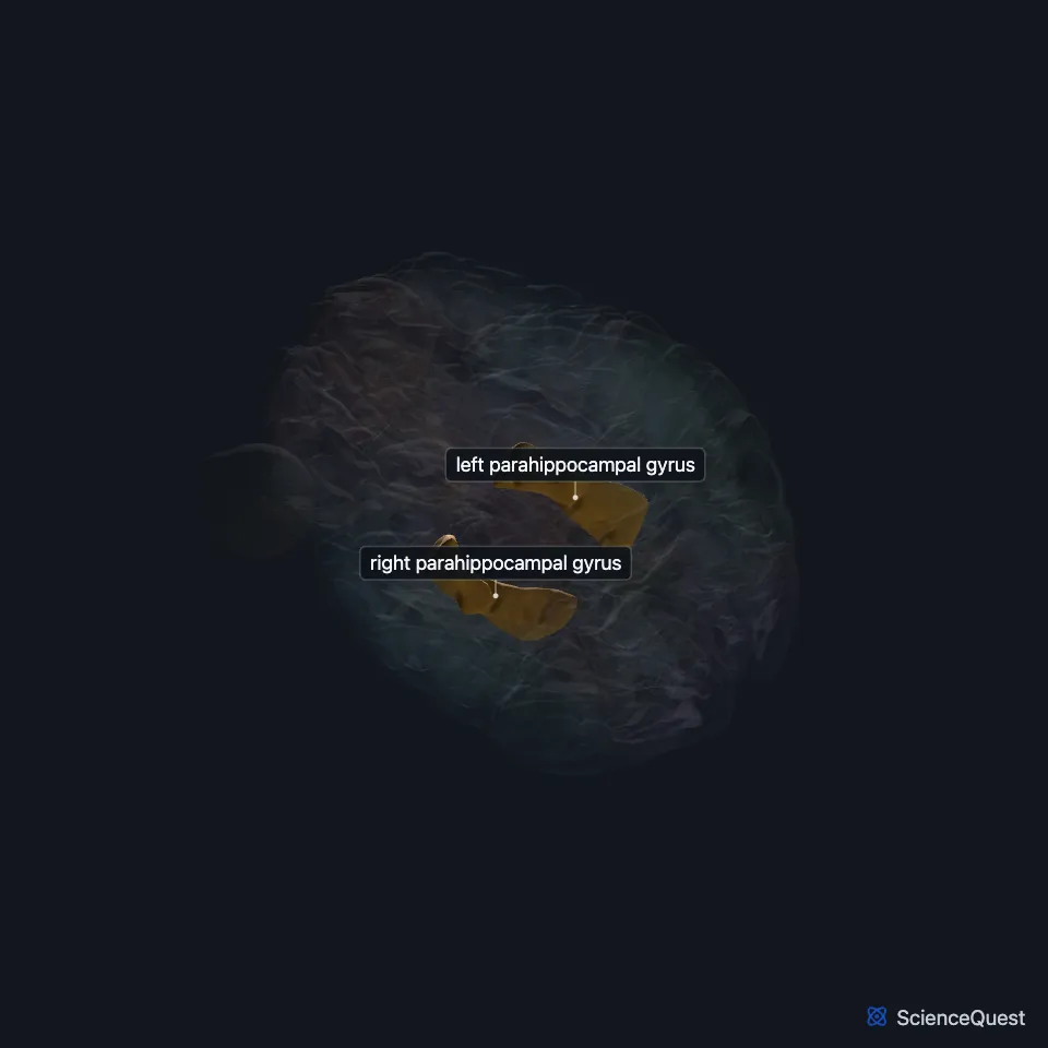 The brain model seen from below, other structures faded, with the parahippocampal gyrus highlighted on the inner underside of each temporal lobe.
