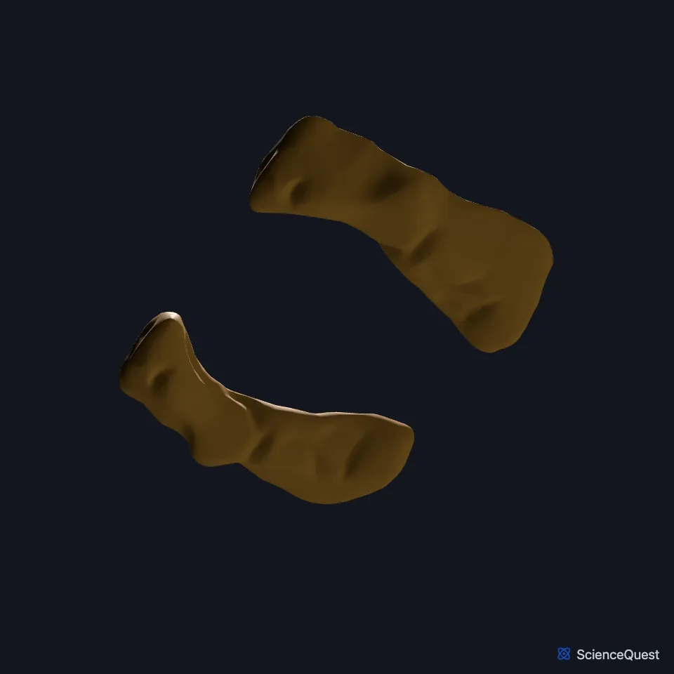 The right and left parahippocampal gyri shown alone and seen from below, one on each side of the midline.