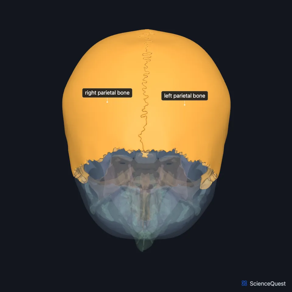 The skull from above with the right and left parietal bones highlighted, meeting in the midline between the frontal bone in front and the occipital bone behind.