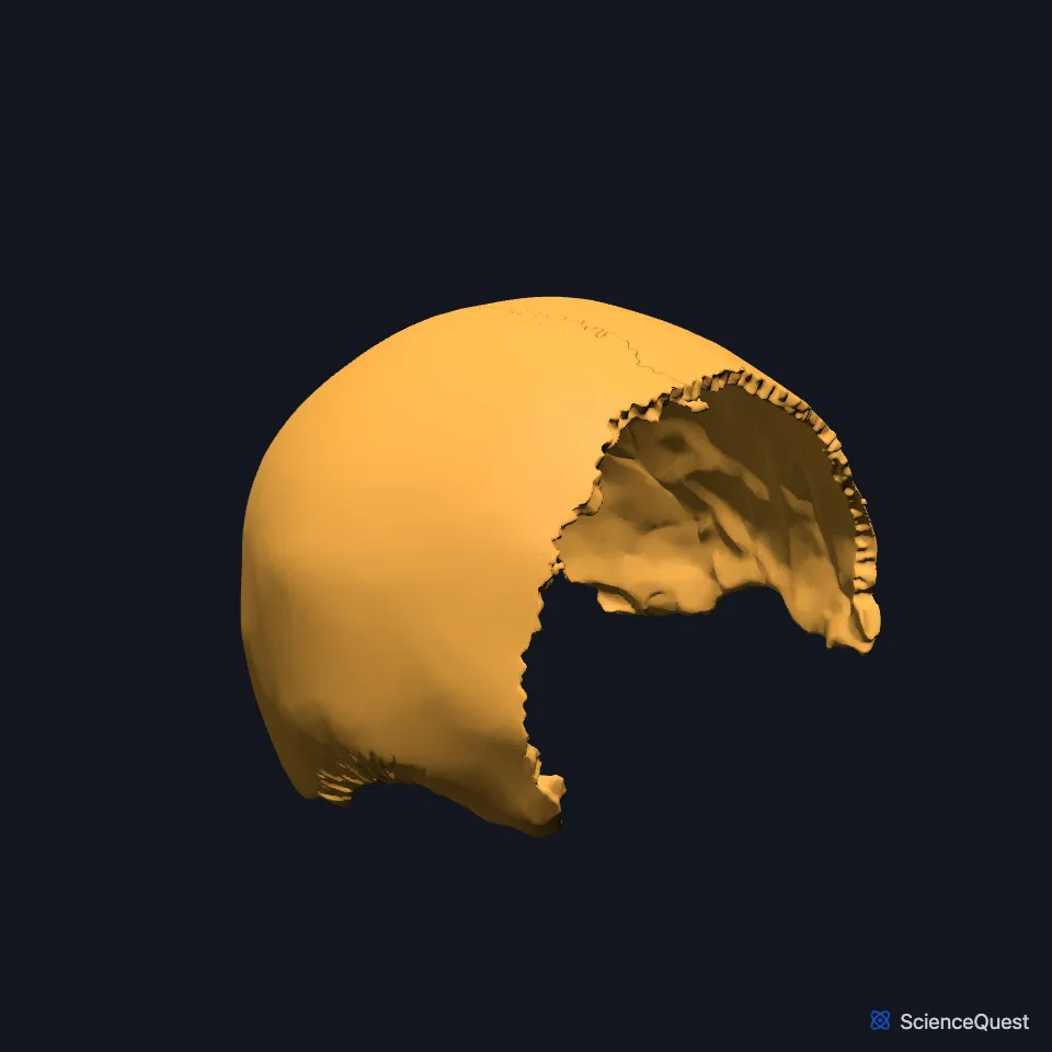 The right and left parietal bones alone, seen from the front and right, curving over the top and upper sides of the skull.