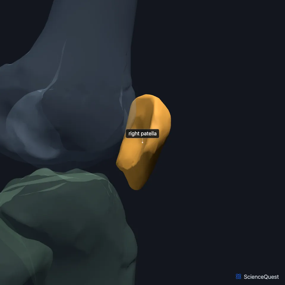 The right femur, tibia and fibula from the lateral side, faded, with the patella highlighted in front of the knee.