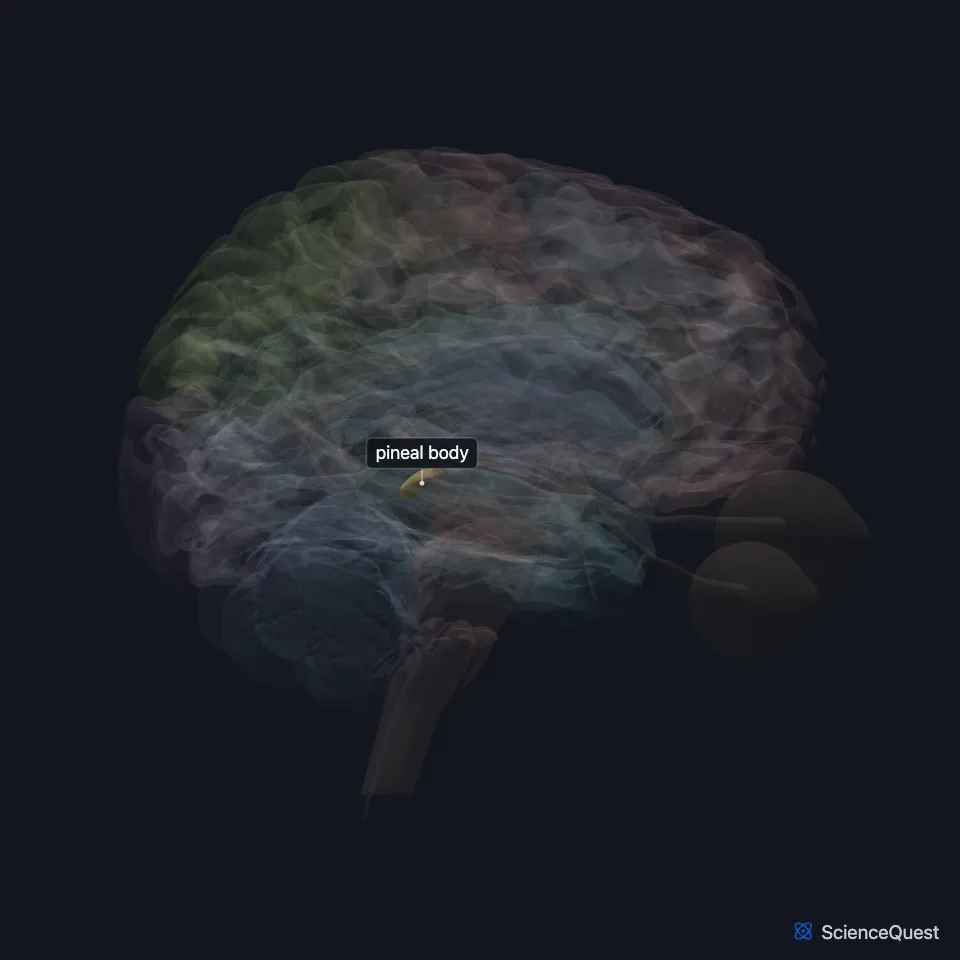 Brain model seen from the right with the cerebrum faded: the pineal body is highlighted, a small midline body behind the thalami and above the colliculi of the midbrain.